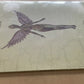 Nirvana – In Utero (LP, Album, Limited Special Edition, Clear Vinyl)
